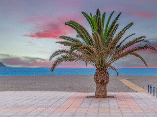 palm tree on the beach in tenerife, idyllic coast, empty beach