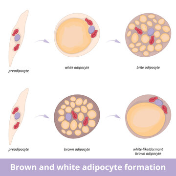 Brown and white adipocyte formation. Process of different types of fat cell development including brite and dormant or white-like fat cells. Fat tissue structure.
