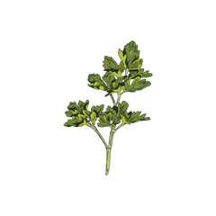 Fresh garden parsley branch with leaves, hand drawn sketch vector illustration isolated on white background.