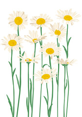 daisies, chamomiles, field flowers, vector drawing wild plants at white background, flowering meadow , hand drawn botanical illustration