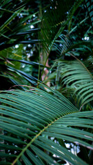 Palm leaves © Marcin