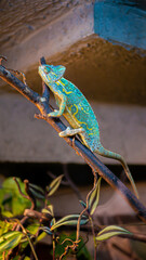 Cameleon © Marcin