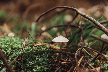 Pilz im Wald