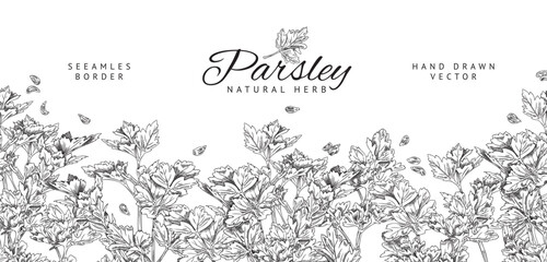 Parsley seamless border, monochrome banner in sketch style, vector illustration.