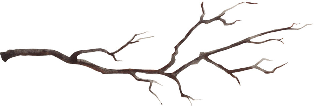 Watercolor bare brown branch. Cut out hand drawn PNG illustration on transparent background. Water colour clipart drawing.