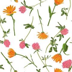 calendula flowers, field marigold zand red clover, vector drawing seamless pattern with wild plants at white background, flowering meadow , hand drawn botanical illustration