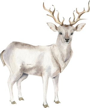 Watercolor polar white reindeer. Cut out hand drawn PNG illustration on transparent background. Watercolour clipart drawing.