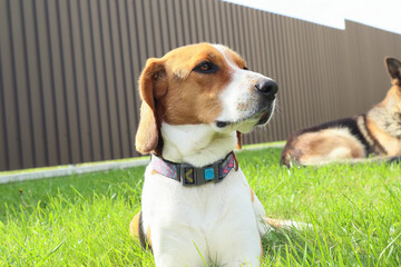 A young beagle lies with German Shepherd on the green grass. Cute Estonian hound dog lies on the...