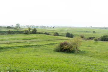 field and trees,  Racu Village, Harghita Mountains, Romania 