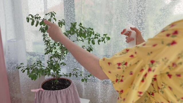 Woman caring for tulsi houseplant