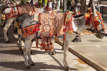 Traditional donkey taxi in the famous white spanish mountain village of Mijas in Andalusia; Costa del Sol.
