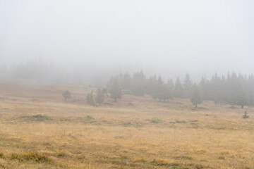 Obraz na płótnie Canvas fog in the forest, Madaras Saddle, Harghita Mountains, Romania 