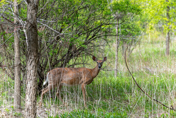 Young Deer In The Urban Woods In Spring