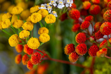 Dried flower arrangement, plenty of flower kinds and colours. Studio photo taken with flash light