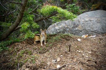 Tamia on the ground