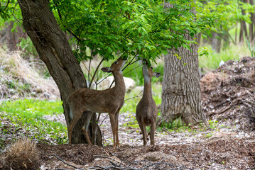 Deer Eating New Leaves In Spring