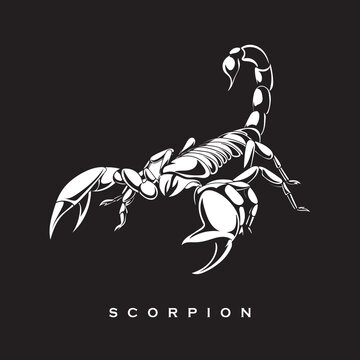 Hand drawing scorpion vector illustration. Black and white