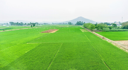 View of farm fields in springtime