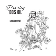 Parsley aromatic oil badge or banner template hand drawn vector illustration.