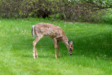 Naklejka na ściany i meble Young White-tailed Buck Deer Eating Spring Grass