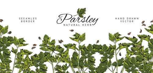 Parsley plants and herbs seamless border sketch vector illustration isolated.