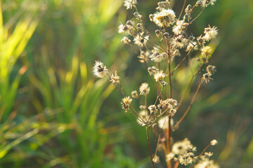 flowers in the grass