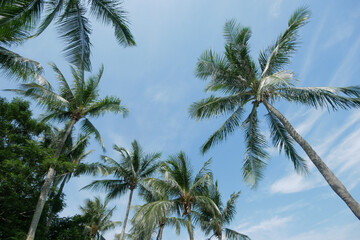 Fototapeta na wymiar low angle view of coconut tree against blue sky 