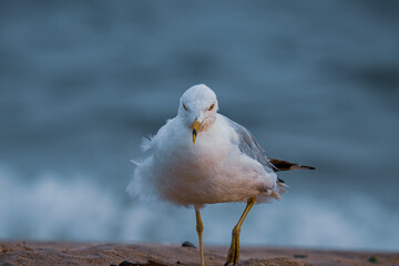 seagull on the beach