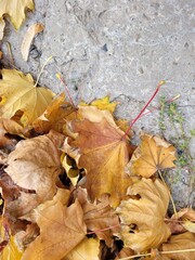 Fallen autumn leaves on the concrete background. Autumn maple leaves on the ground. Autumn concept with copy space.