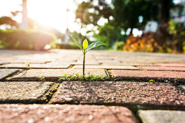 Small plant growing on cracked street