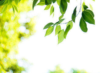 Fresh and green leaves background