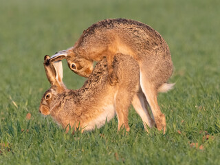 Paarung bei Feldhasen