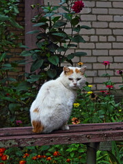 Street cat sits on a bench and looks into the camera. A homeless sick cat on a bench.