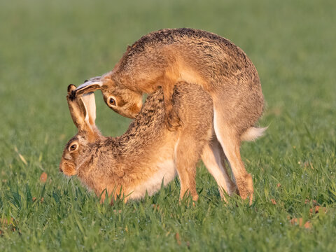 Paarung bei Feldhasen