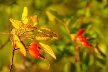 red rosehip and yellow leaves