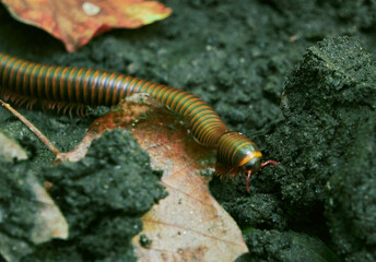 Millipede Crawling With Leaves and Dirt