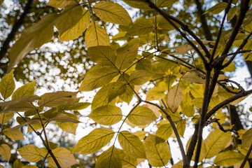Gelbe Blätter im Herbst