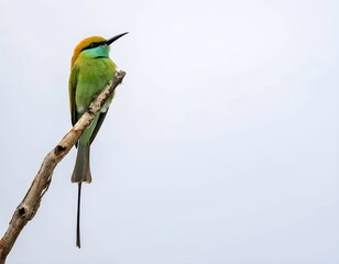Asian green bee-eater (Merops orientalis)