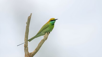 Asian green bee-eater (Merops orientalis)