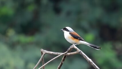 long-tailed shrike or rufous-backed shrike (Lanius schach) perched on branch
