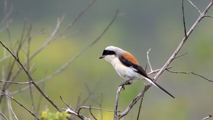 long-tailed shrike or rufous-backed shrike (Lanius schach) perched on branch