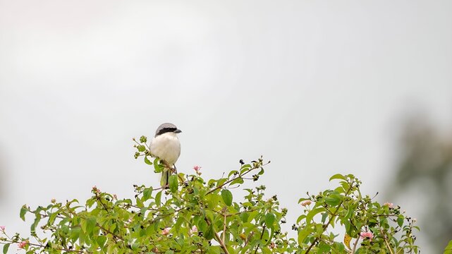 Great Grey Shrike (Lanius Excubitor)