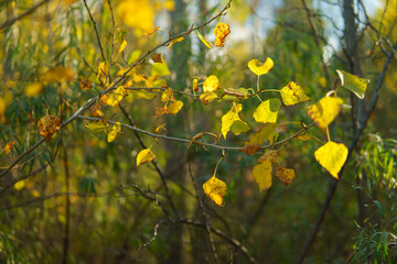 Obraz premium yellow flowers in the field