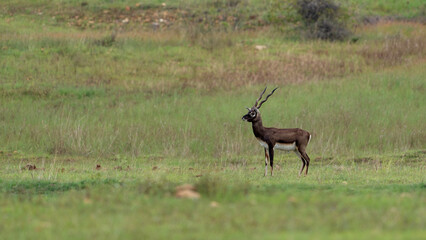 blackbuck (Antilope cervicapra), also known as the Indian antelope
