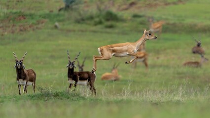blackbuck (Antilope cervicapra), also known as the Indian antelope