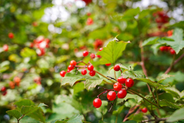 Rote Beeren im Herbst 4