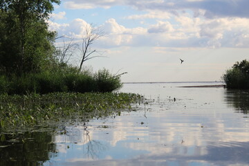 the mouth of the Borovka river flowing into the White Lake in summer 