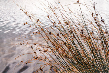 Gr&auml;ser am See im Herbst 2