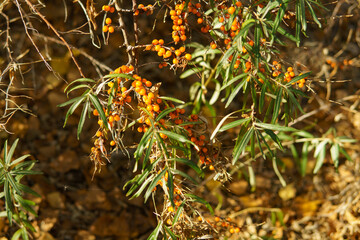 Fototapeta premium orange berries of juicy sea buckthorn