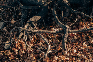 roots in the forest